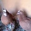 sajjad.sajjad9945