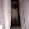 stankxlwpos