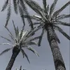sallasigma