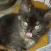 miau_3837
