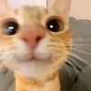 dondoclark