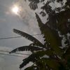 amsy252