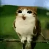 qwrxyzzbalbesik