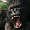 matrix_kong