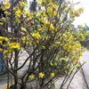 minh.c9543