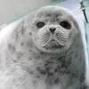 .i_love_seals