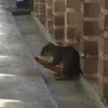 pudgetraxer