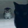 liesha_gr