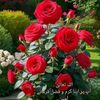 .abid.abidmkkww