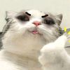 zzella_imup
