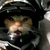 carcatcam__