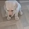 daniel68439909658677