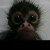 saidy_tafolla