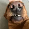 ilovedogs5070