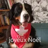 dominiquehannequi