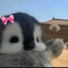 _lin454