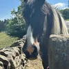 horse.girl783