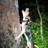 rise_up_kennel