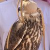 faisal.almarri36