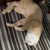 kucingtidur531