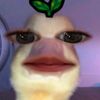 banana_pocky0