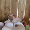 limasantos063