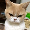 angry_catt07