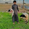 حمدي ابوالكويمش الحوتي