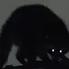 roxxy._.on._.pawz
