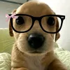 .lovecutelittledog