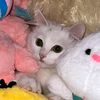 ucy_tee