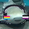 sharky9883