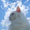 sfghcx2