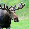 mooseoni