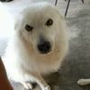 tincho9396