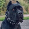 black.dog2468