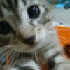scarlovesme7