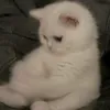 malak_8ee