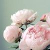 _marria_26