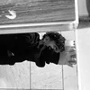guelzin.zz