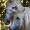 unicorns444eva