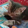 cute.cat032