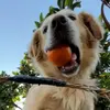 orangedogsol