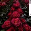 user84580117600695