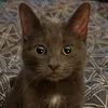 lazycat816
