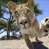 amswildsavannah