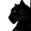 nizar.slaoui2