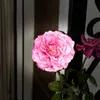 antodela7