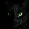 gatto.nero270