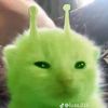 alex_wz43